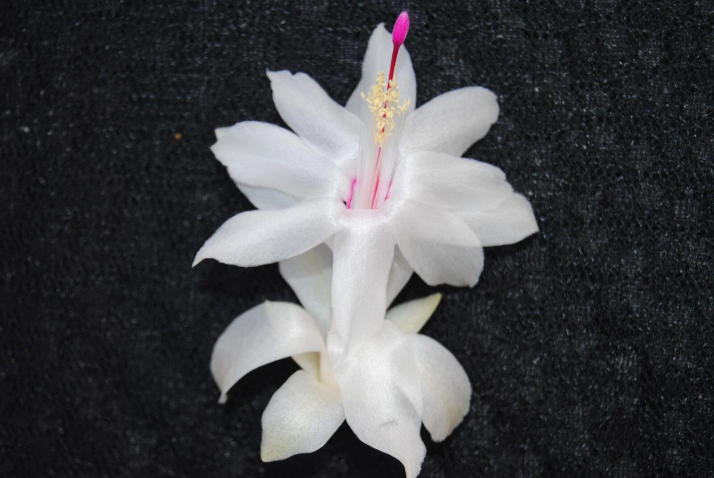 Christmas Cactus Starter Plant, Small White Knight Variety, Well-Rooted Schlumbergera Truncata, Healthy Indoor Plant
