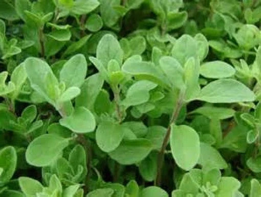 Fresh Sweet Marjoram Seeds - 100 Count, Origanum majorana Herb for Cooking & Gardening, Non-GMO, Easy to Grow