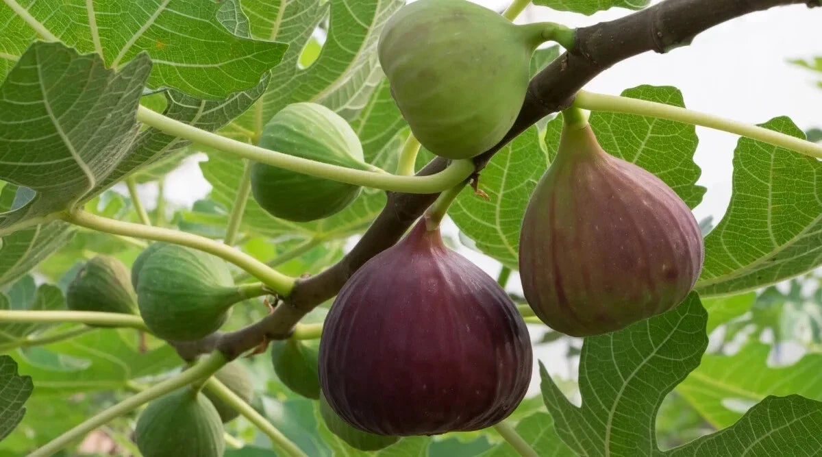 Magnolia Fig Seeds - 100+ Ficus carica Garden Planting for Figs & Foliage - USA Free Shipping