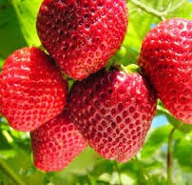 Organic Strawberry Seeds - 50 Count Fragaria Non-GMO Berry Seeds