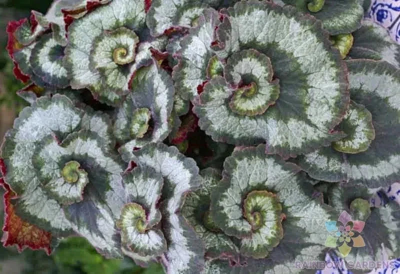 Escargot Begonia Seeds - 25+ Variegated Spiral Leaf Perennial Plant for Indoor & Outdoor Gardening
