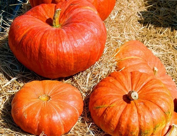 Cinderella Pumpkin Seeds 10+ Count | Rouge Vif D'Etampes Heirloom Non-GMO Garden Seeds for Cooking & Decoration