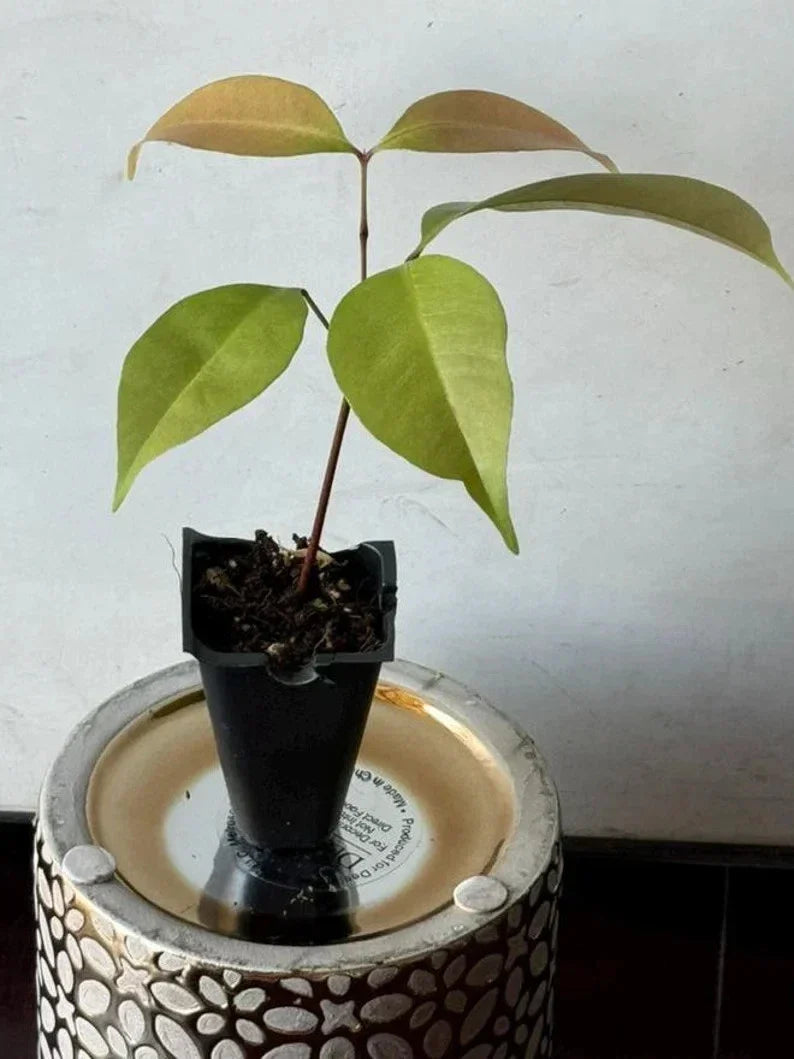 Live Emperor Lychee Plant - Tropical Fruit Tree with Sweet Juicy Fruit - Fast Shipping, No State Restrictions