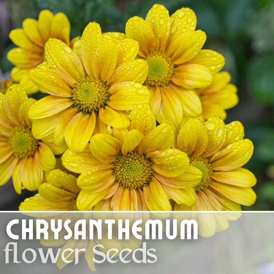 Chrysanthemum Seeds - Golden Tide Mum - 200+ Annual Flower Seeds for Gardens - Chrysanthemum morifolium