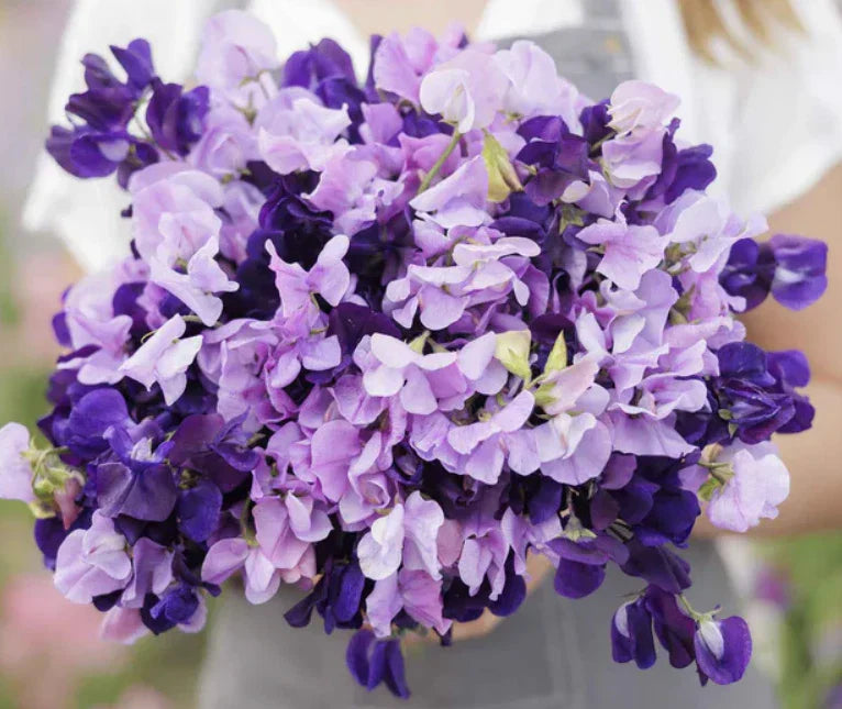 Sweet Pea Seeds Purple Mix - Fragrant Climbing Vine - Non-GMO - 15 Seeds