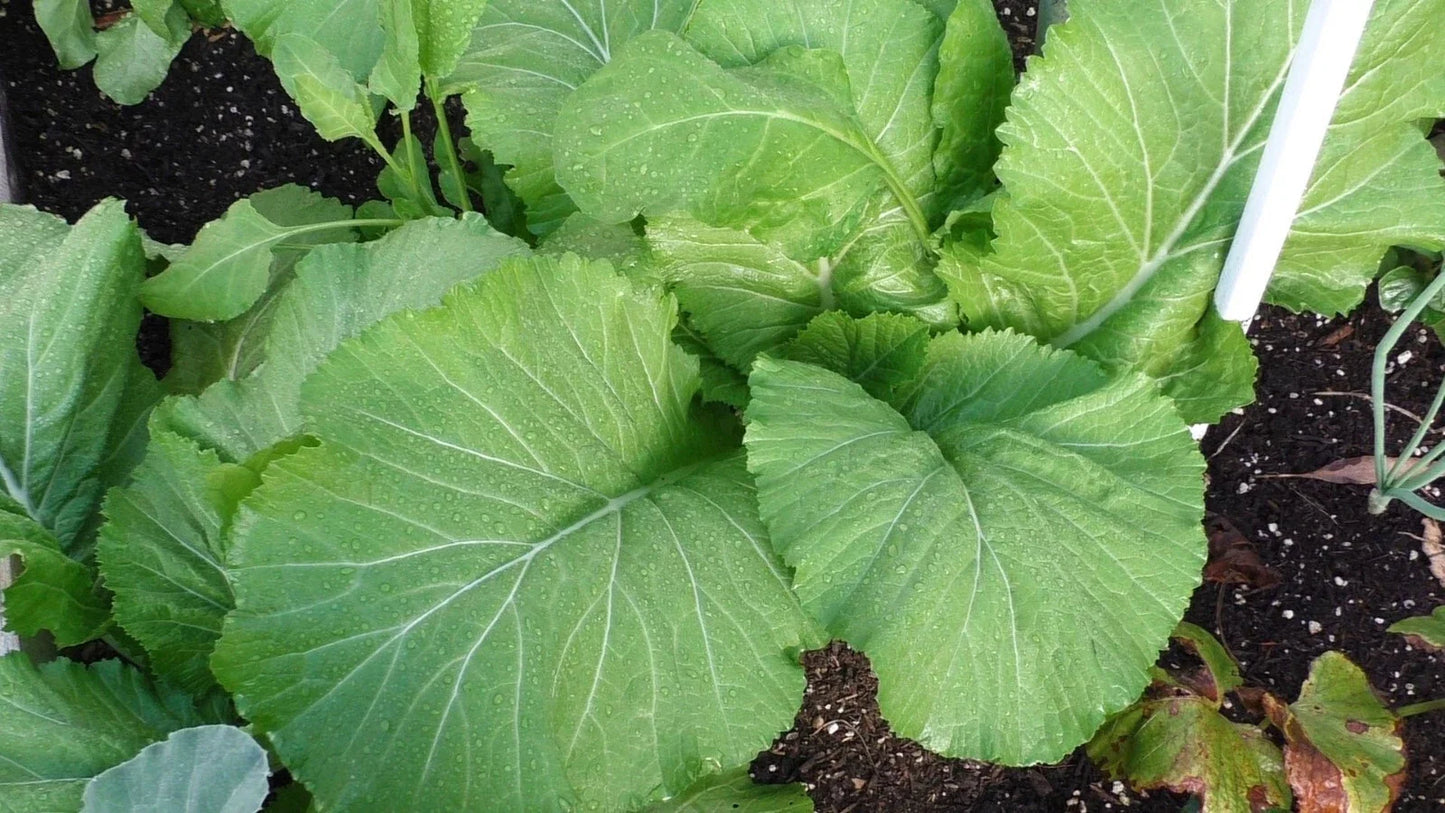 Florida Broadleaf Mustard Seeds - Heirloom Brassica juncea Large Leaves, 450-50,000 Seeds, Southern India Origin