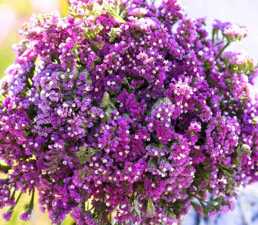 Statice Seeds TWILIGHT Purple for Dried Arrangements - Non-GMO Limonium sinuatum, 100 Pack