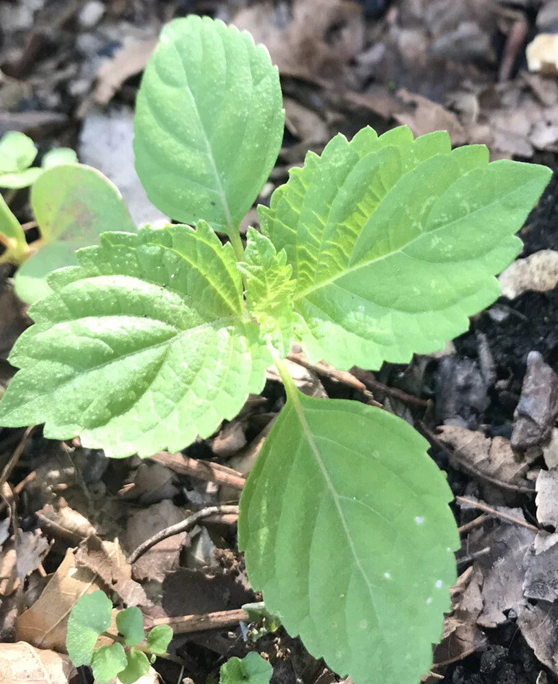 Green Perilla Shiso Plants - 3+ Live Starter Bare Roots - Perennial Herb Perilla frutescens