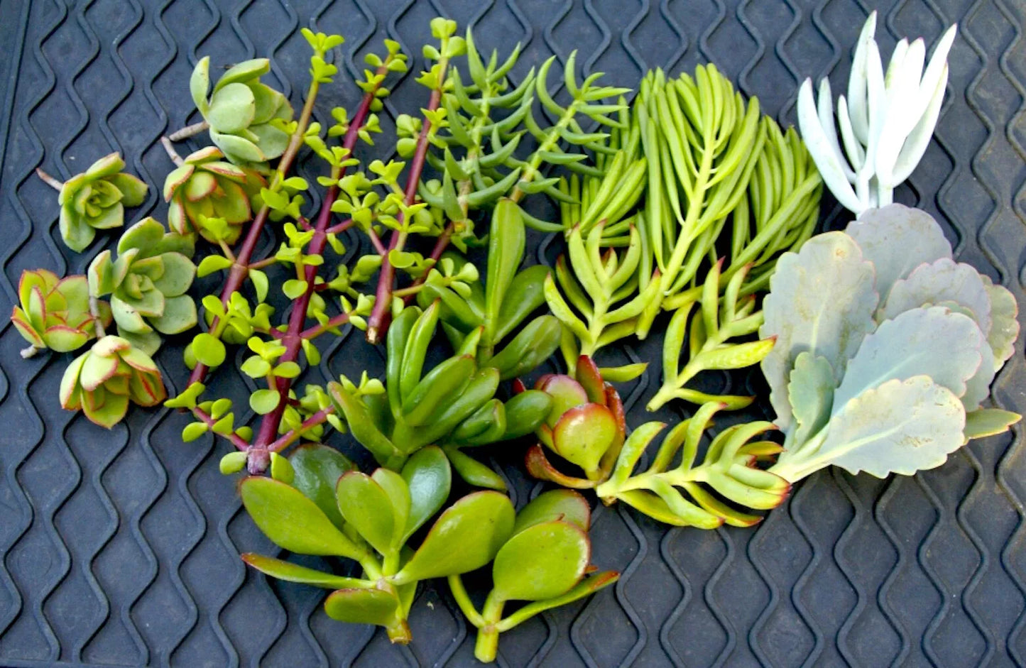 Succulent Cuttings 20+ Varieties | Easy Propagation & Care Instructions | Indoor & Outdoor Gardening