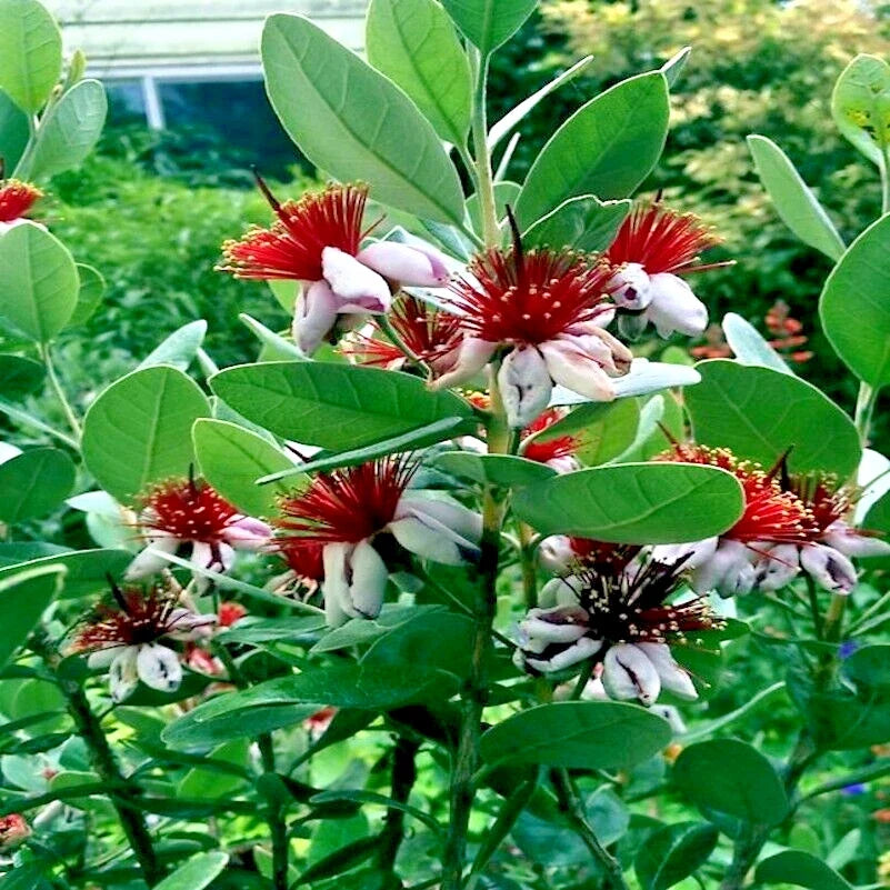 Pineapple Guava Tree Seeds – Feijoa sellowiana – Tropical Fruit & Flower Plant – Edible, Drought-Tolerant, Compact Tree, 20 Seeds