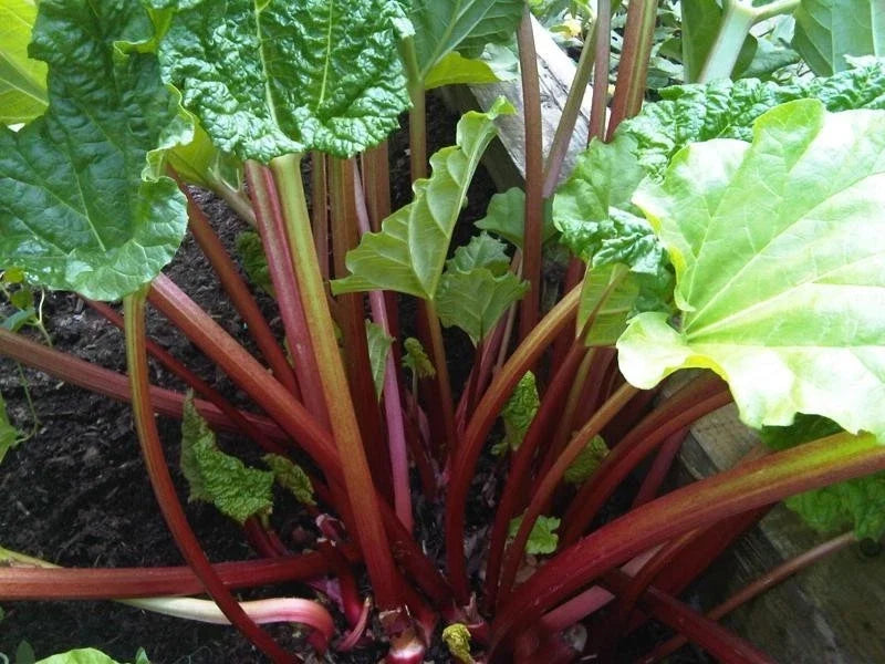 Rhubarb Seeds Bulk 200 Count Crimson Stalks Heat Resistant Rheum rhabarbarum Garden Plant
