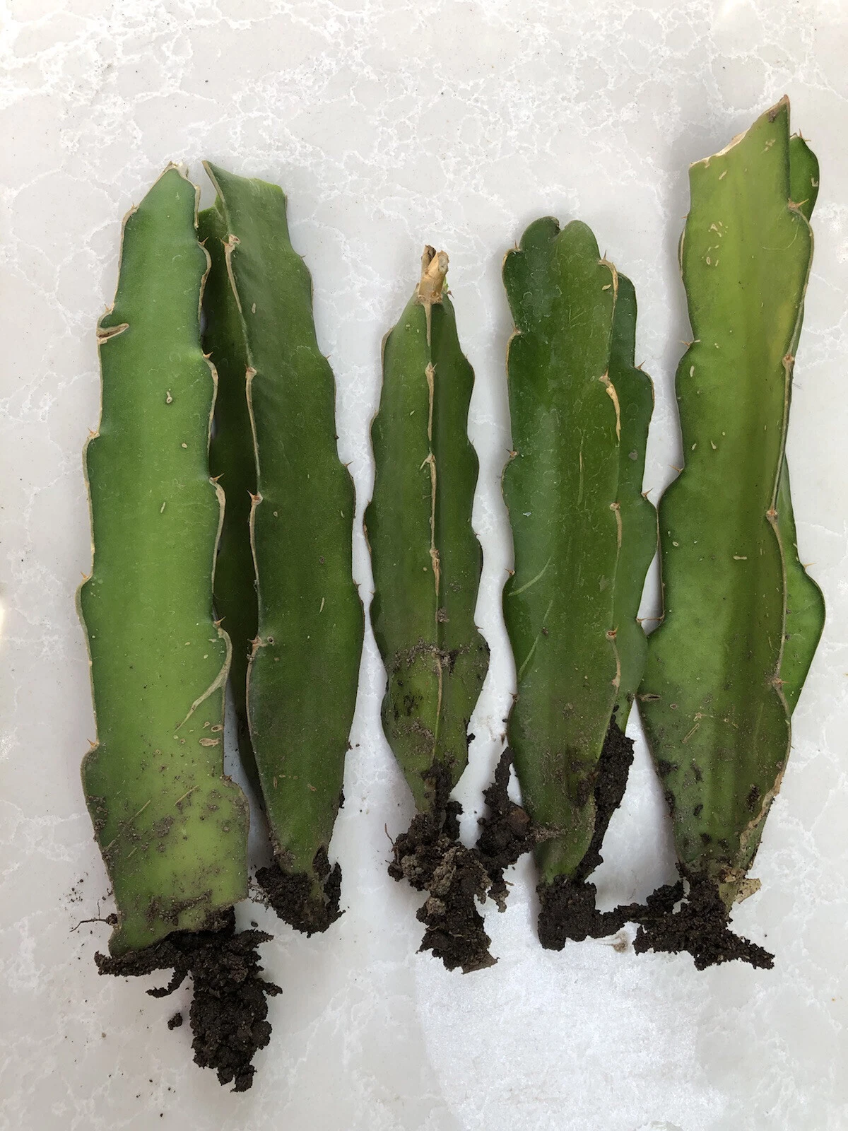 Rooted Dragon Fruit Cuttings – Tropical Cactus Plant for Garden or Container Growing, Climbing Habit, Selenicereus spp.