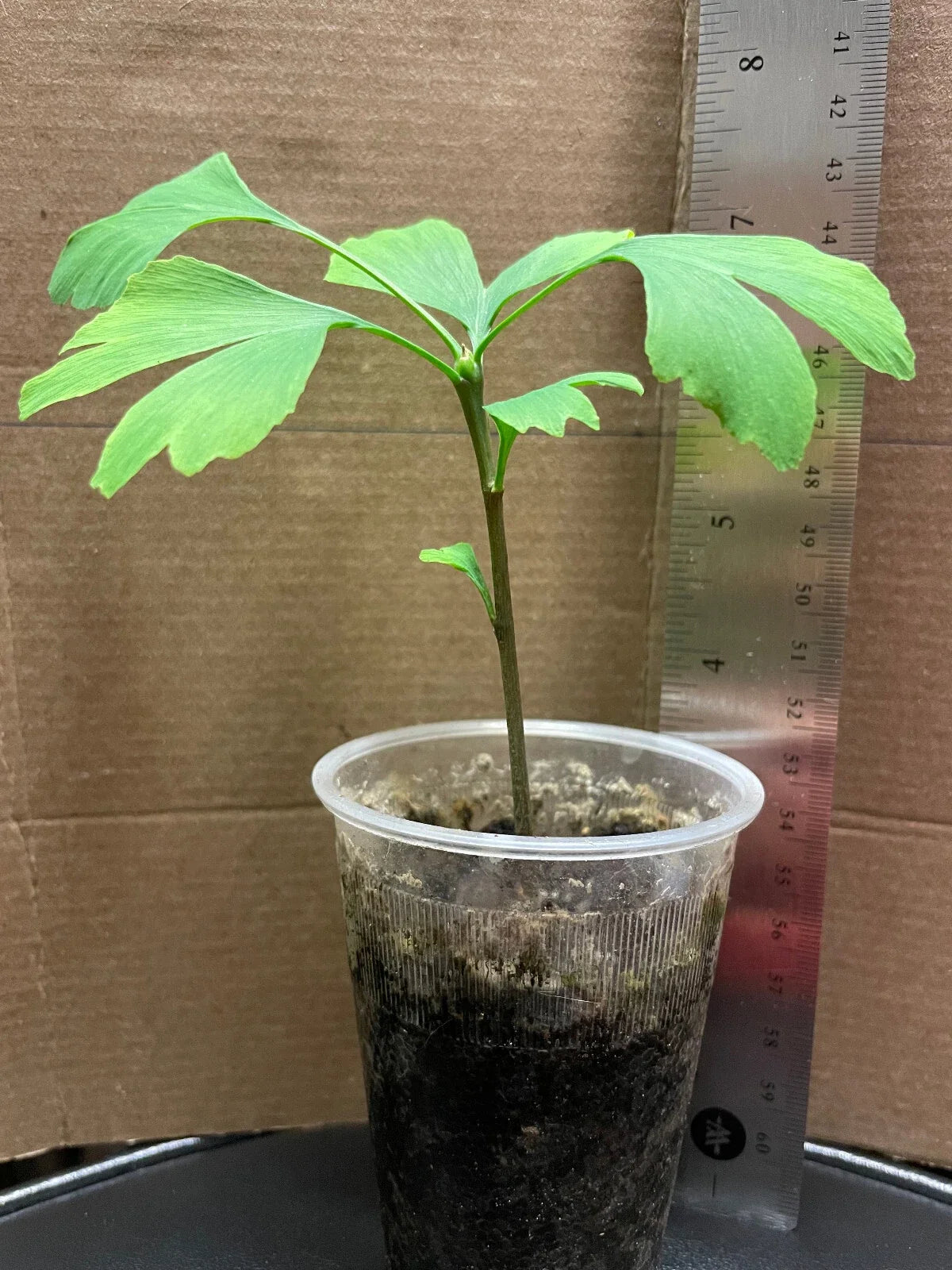 Ginkgo Biloba Live Seedling Tree 4-6 Inches - Medicinal Plant, Unique Foliage, Eco-Friendly Garden Plant