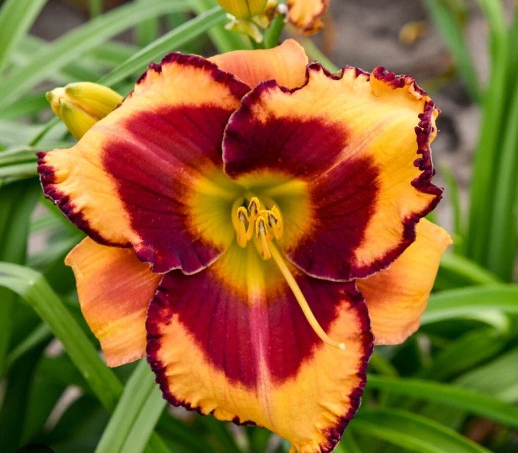 Daylily Plant - Perennial Flower - 'Fooled Me' Variety - Hemerocallis 'Fooled Me' for Gardens
