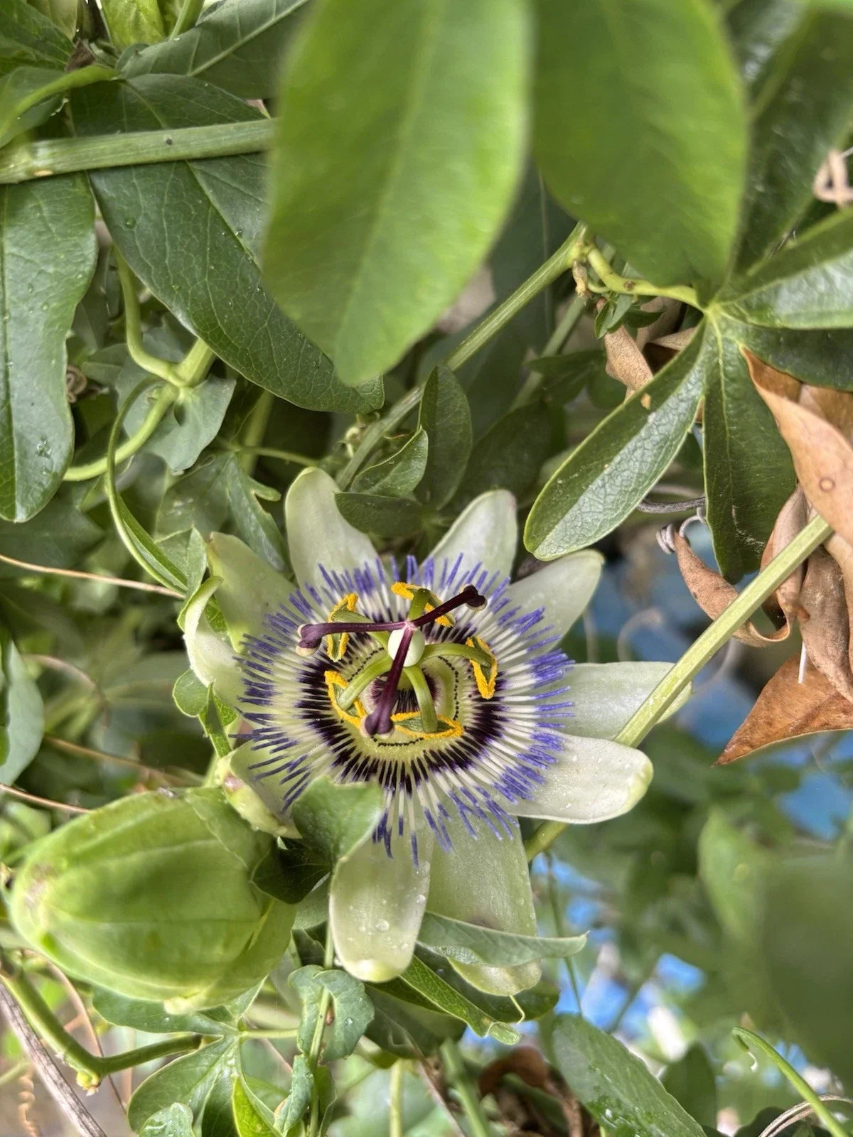 Live Starter Plant - Possum Purple Passion Fruit - Self-Fertile Passiflora edulis - Climbing Vine for Garden or Container