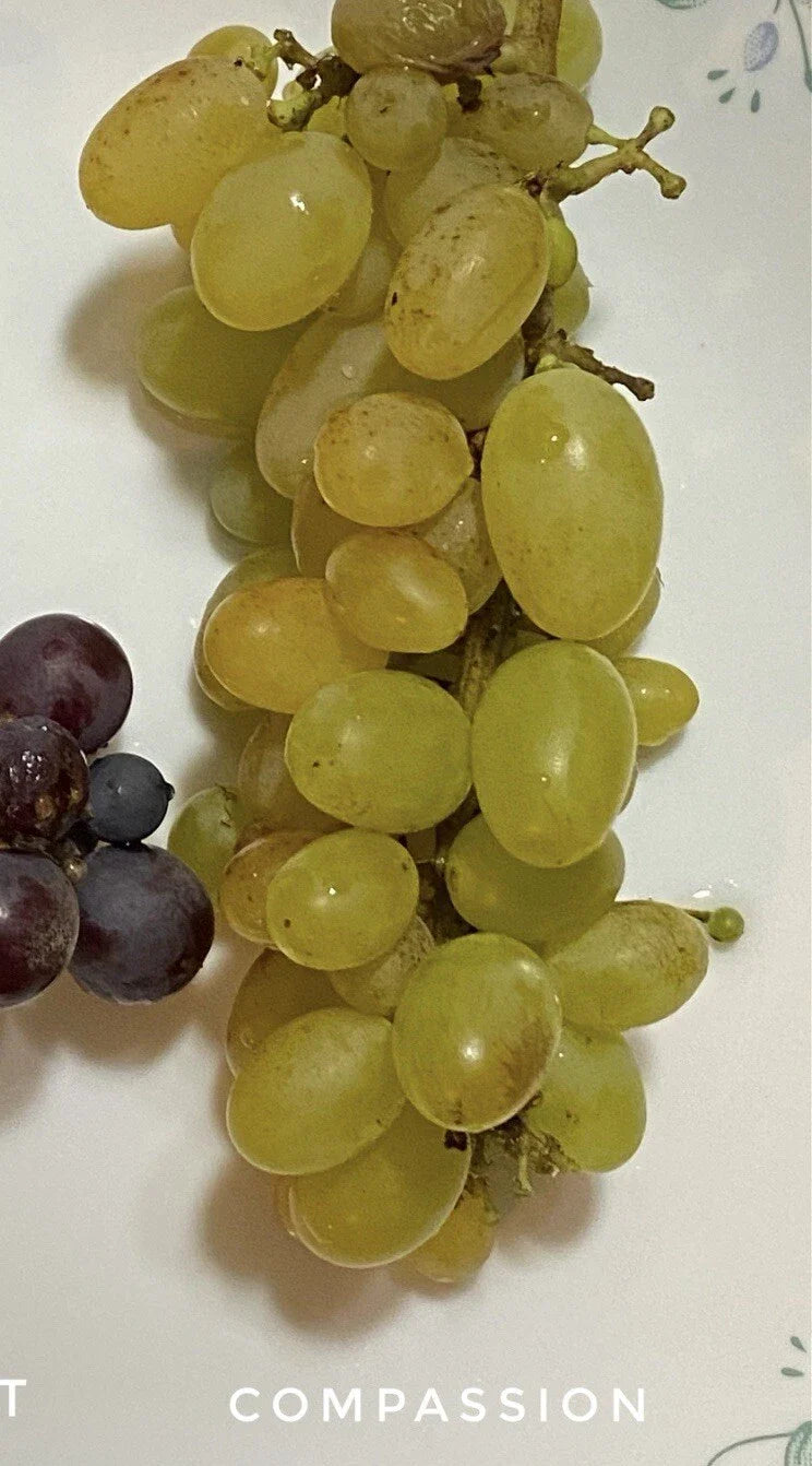 Compassion Grape Cuttings - 4 Healthy Vines for Grafting or Rooting - Vitis vinifera Deciduous Vine