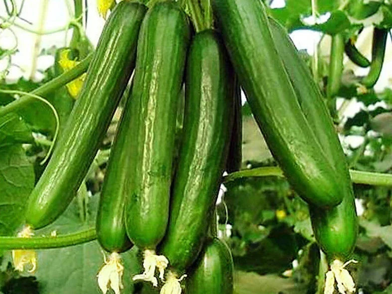 25+ Organic Heirloom Beit Alpha Cucumber Seeds - Persian Lebanese Variety