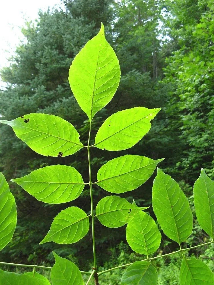Green Ash Starter Tree, 2-3 ft Sapling, Fraxinus pennsylvanica, Shade Tree, Urban Landscaping, Fast Growing, Low Maintenance