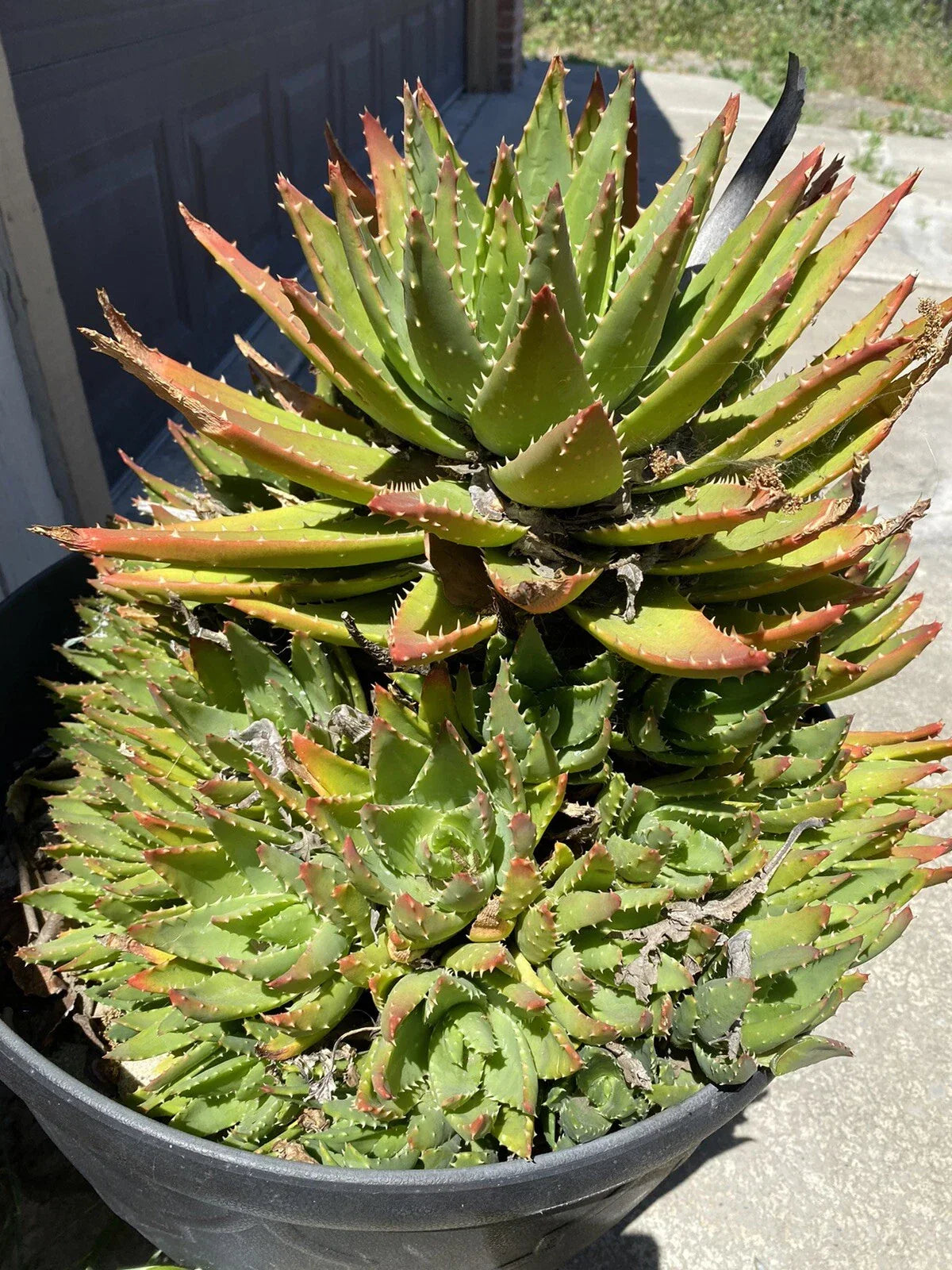 Aloe Brevifolia Succulent Plant - Short Leaved Crocodile Aloe Pup Indoor Houseplant