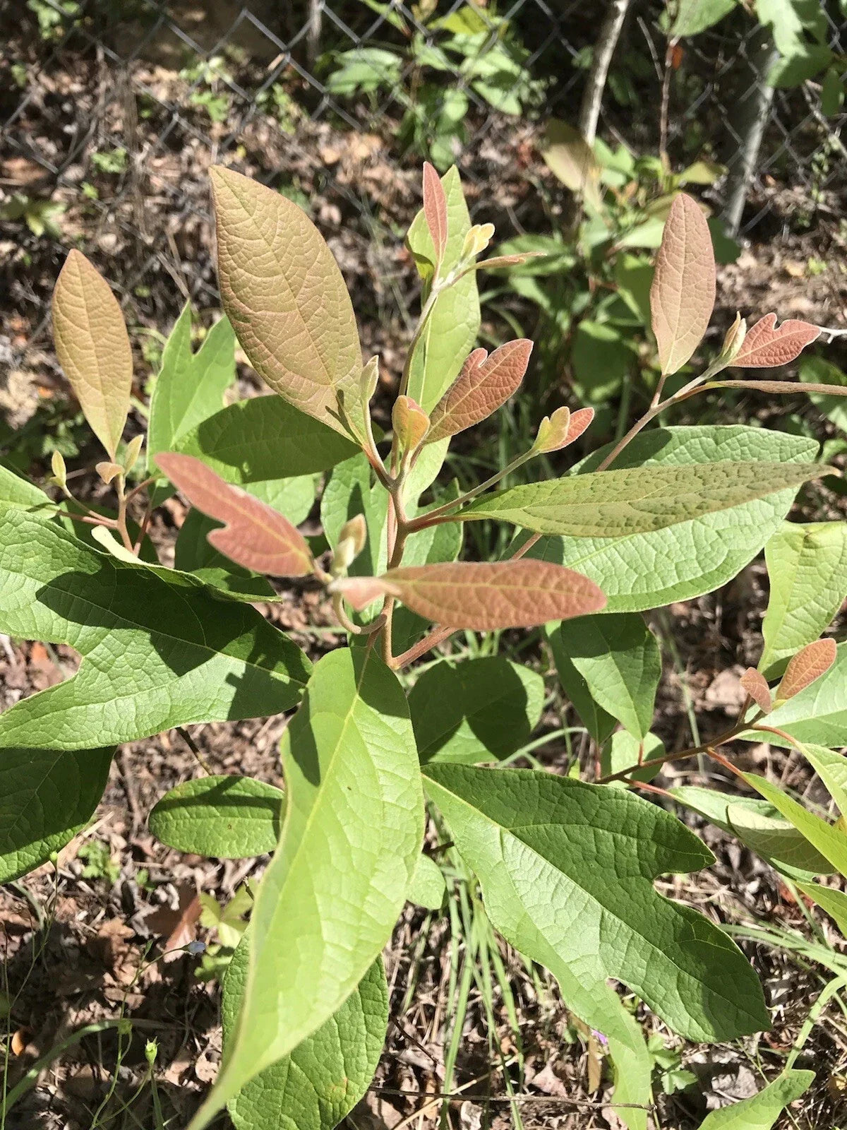 Sassafras Tree Cuttings 6-8 Inches for Propagation, Sassafras albidum, Easy Rooting, Deciduous Tree, Gardening Supplies