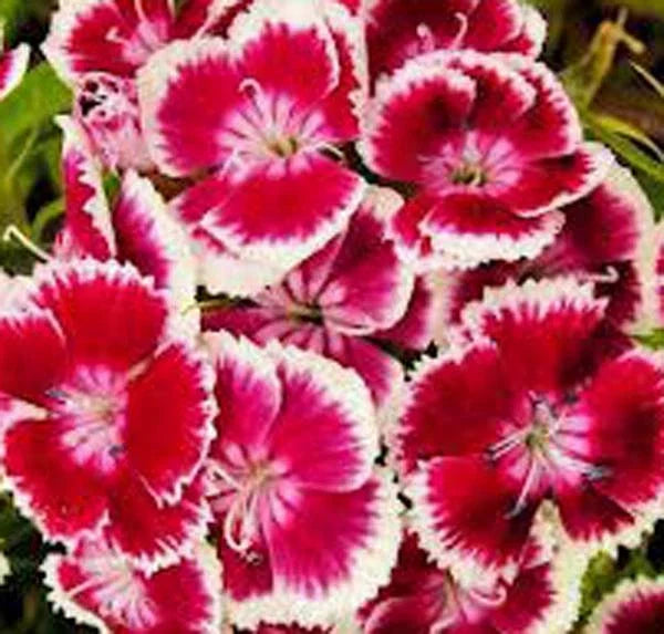 Sweet William Flower Seeds 1000 Count, Fragrant Clusters, Dianthus barbatus, Garden Borders & Cut Flowers