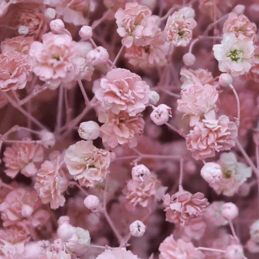 Pink Baby's Breath Seeds – Non-GMO Gypsophila elegans for Borders, Bouquets & Gardens, 100 Seeds Pack