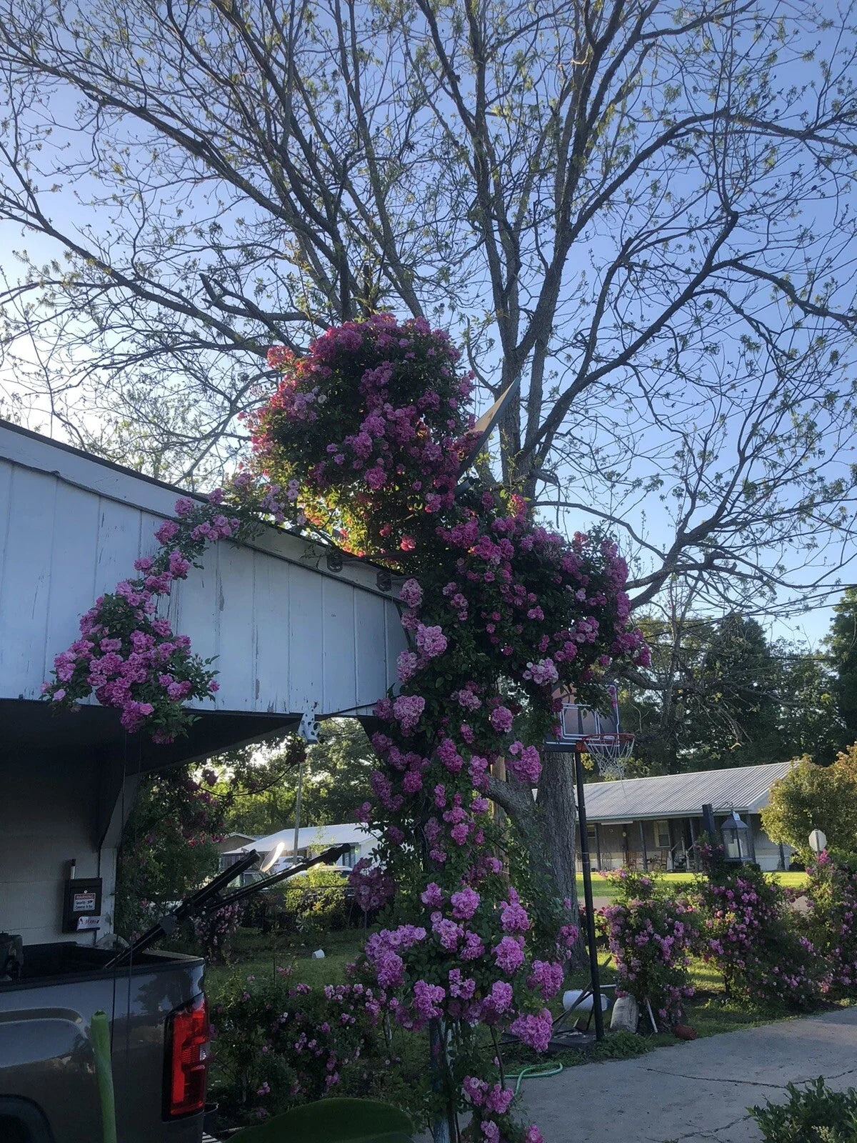 Live Rooted Trailing Rose Plant Peggy Martin Hurricane Katrina® Pink Bloom, 2ft, Rosa 'Peggy Martin'