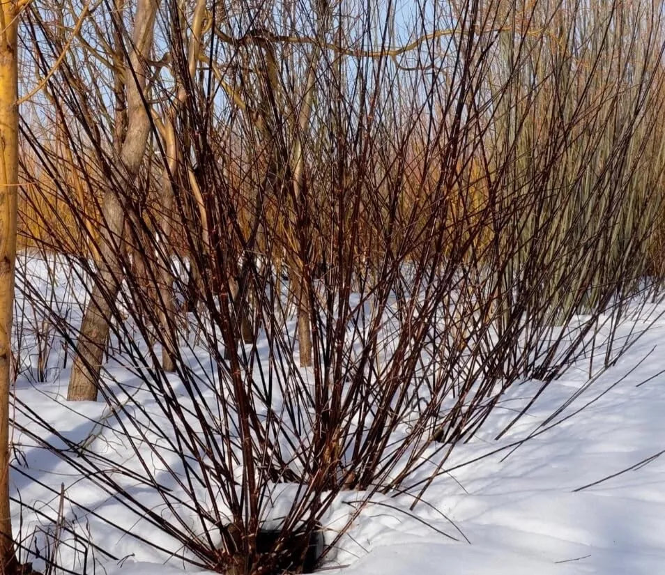 Blackskin Willow Cuttings - 2 Bush Propagation Material - Rare Black Branches - Salix myricaefolia