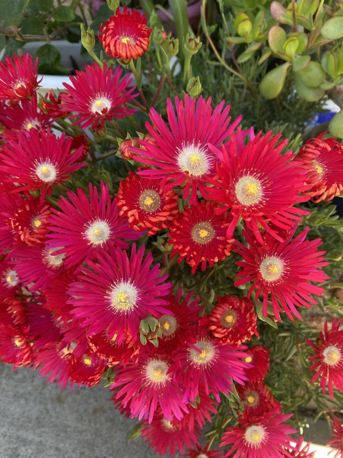 Jewel Of Desert Ruby Ice Plant Cuttings 12 Pack, Delosperma cooperi Succulents, Drought Tolerant Ground Cover, Vibrant Red Flowers