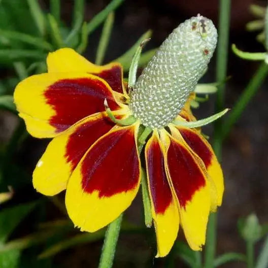 Coneflower Mexican Hat Seeds - 500 Non-GMO Perennial Wildflower Seeds