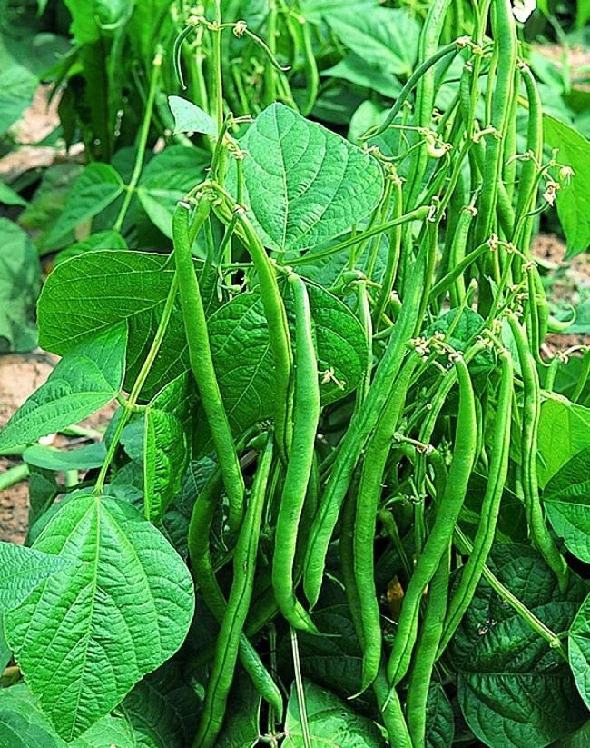 Valentino Green Bean Seeds 100 | Phaseolus vulgaris | Dark Green Pods | Fast Maturity 55 Days