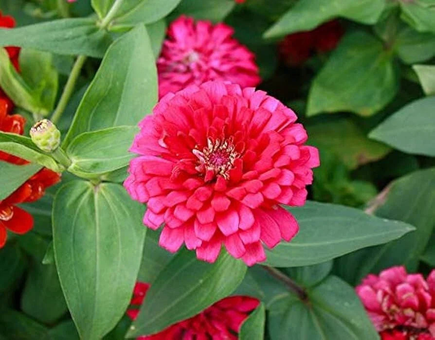 Pink Marigold Seeds Pack of 25+ | Tagetes erecta Flower Seeds for Garden & Containers | Vibrant Pink Blooms