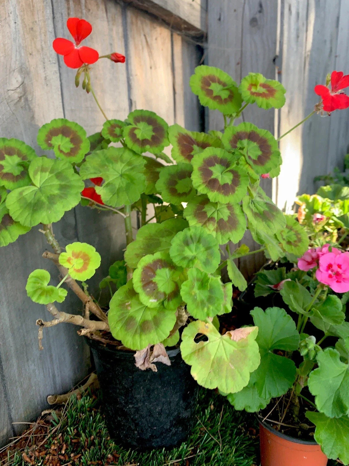 Variegated Geranium Plant in 7" Pot | Pelargonium × hortorum with Variegated Leaves