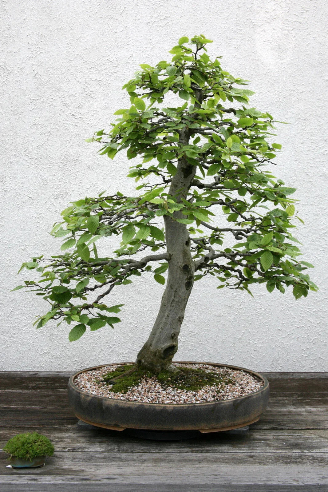 European Hornbeam Seeds 20 Pack - Carpinus betulus Tree for Landscaping