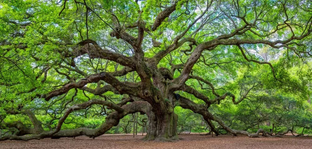 Live Oak Seeds - 5 Large Fresh Quercus virginiana Seeds for Planting, Drought-Tolerant, Shade Tree, Wildlife Habitat