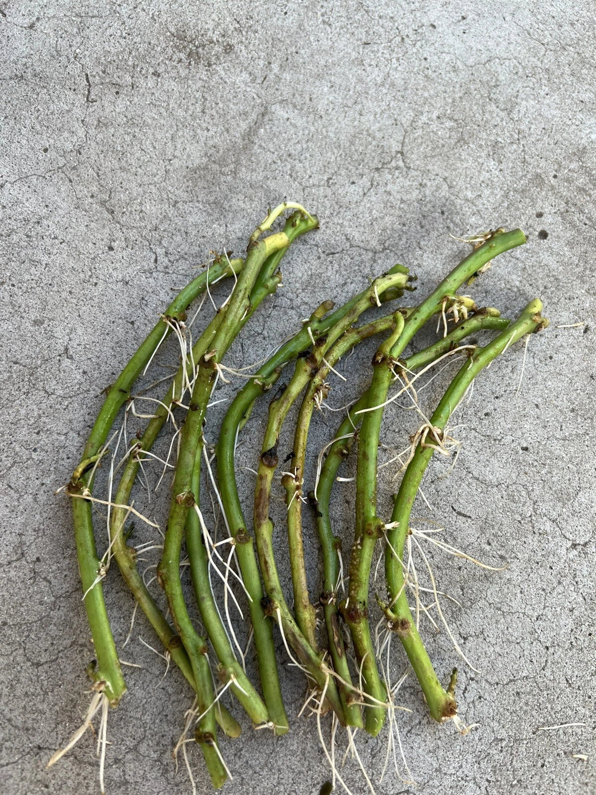 Rooted Sweet Potato Slips - 10 Cuttings for Planting Ipomoea batatas Annual Vine