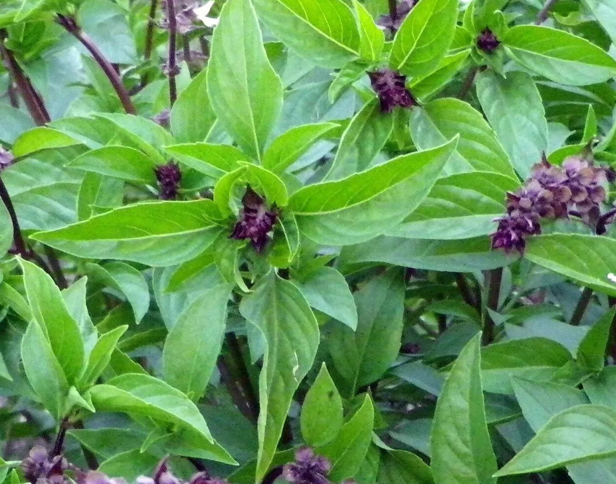 Cinnamon Basil Seeds 300+ Pack - Ocimum basilicum 'Cinnamon' Mexican Culinary Herb