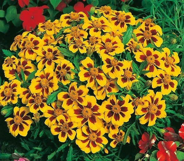 Dwarf French Marigold Seeds - 301+ Naughty Marietta - Compact Tagetes patula for Garden & Patio