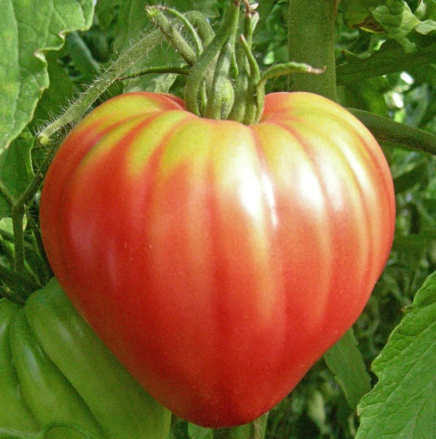 Heirloom OXHEART Pink Sauce Tomato Seeds - Non-GMO, 50 Count, Indeterminate