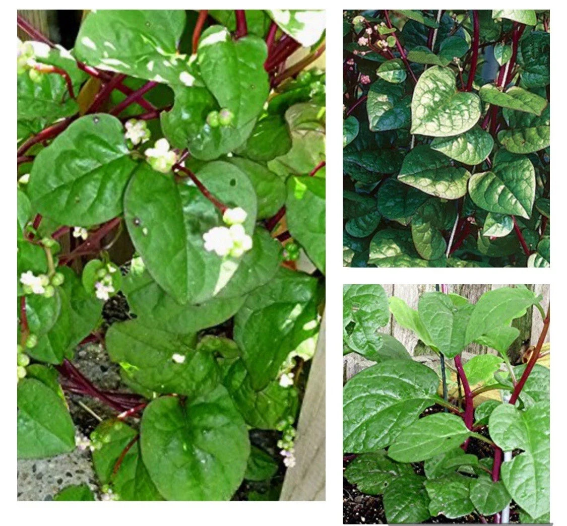 RedStem Malabar Spinach Seeds - Basella Alba Rubra Ceylon Heirloom Vegetable Seeds, 50+ Pack