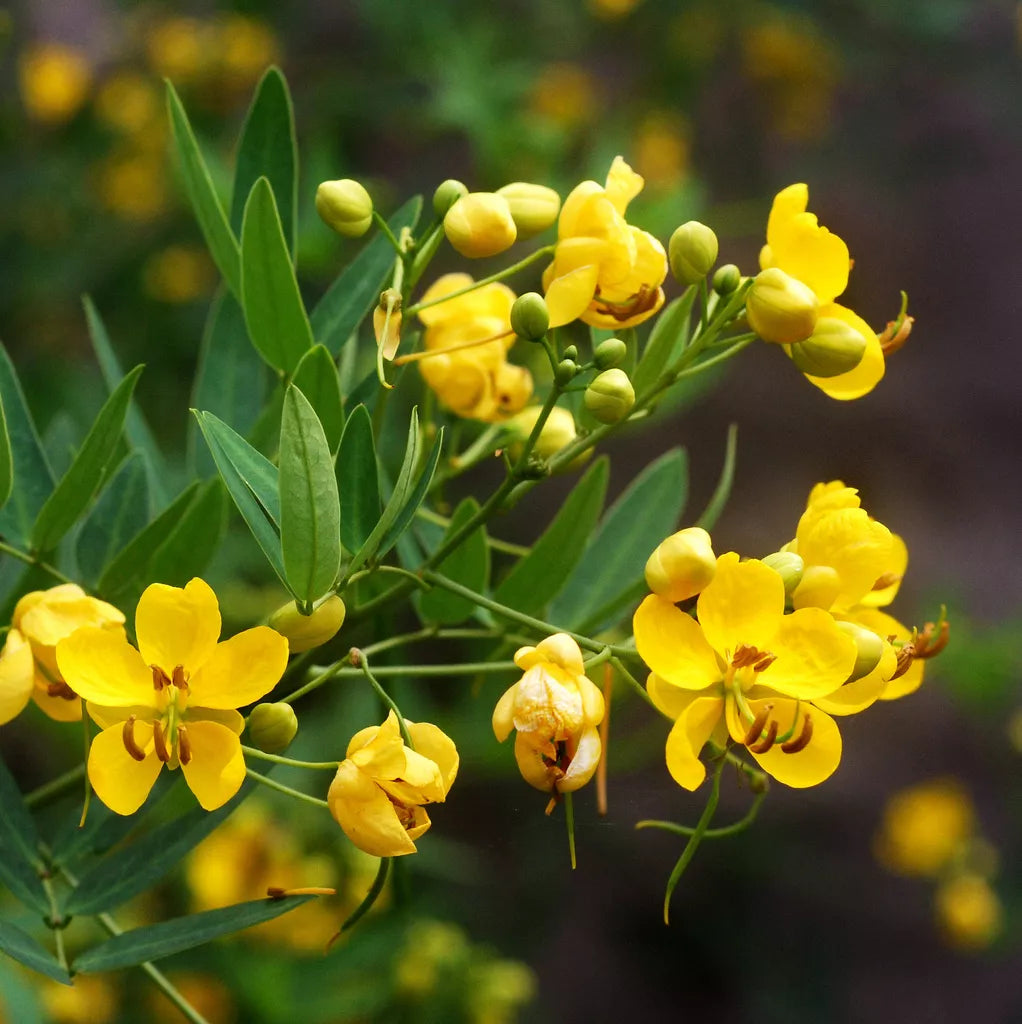 Senna Wild Cassia Seeds 50 Pack Perennial Yellow Flowers for Gardens, Native Plants, Senna obtusifolia