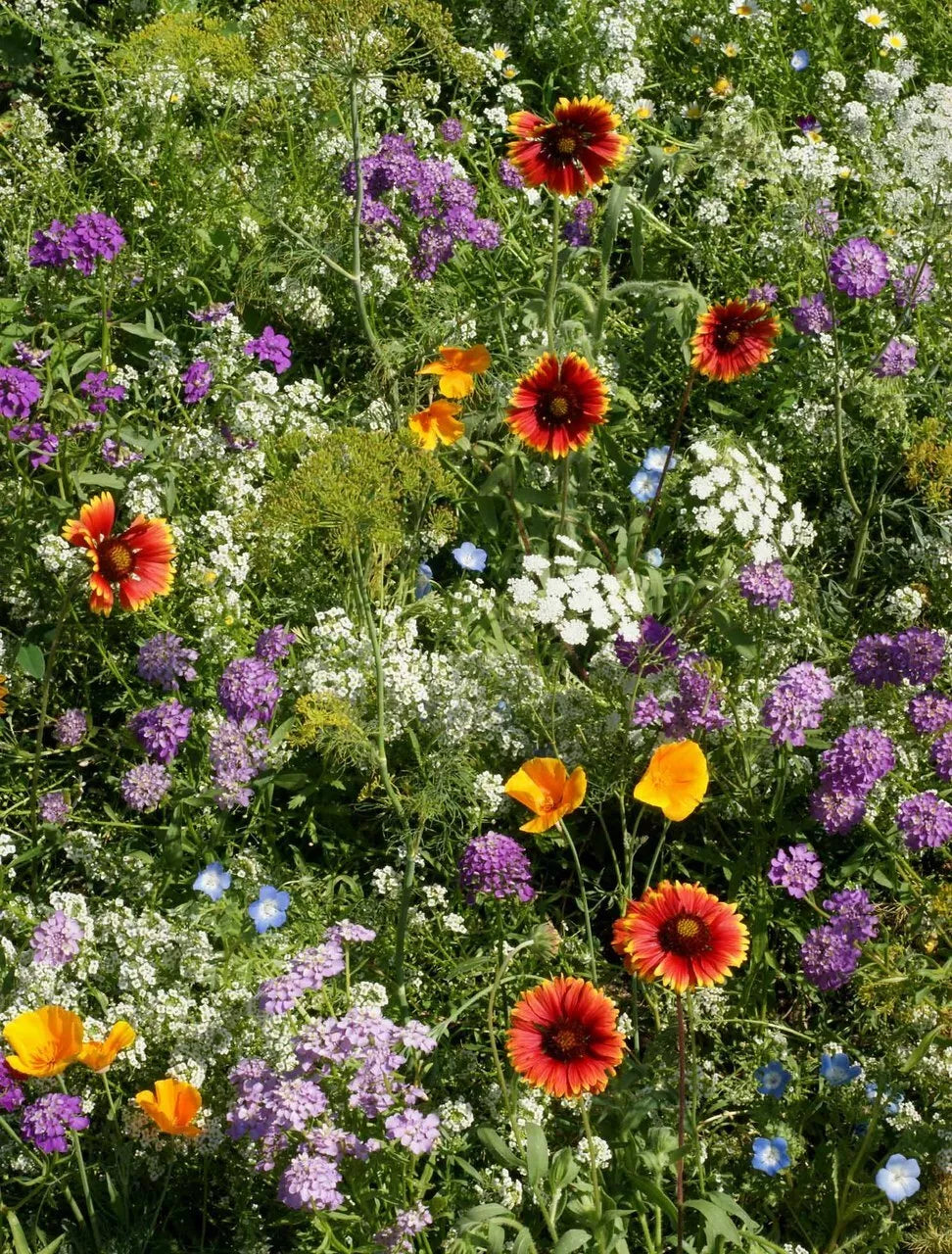Deer Resistant Wildflower Seed Mix - 1/4 LB, 13 Native Species