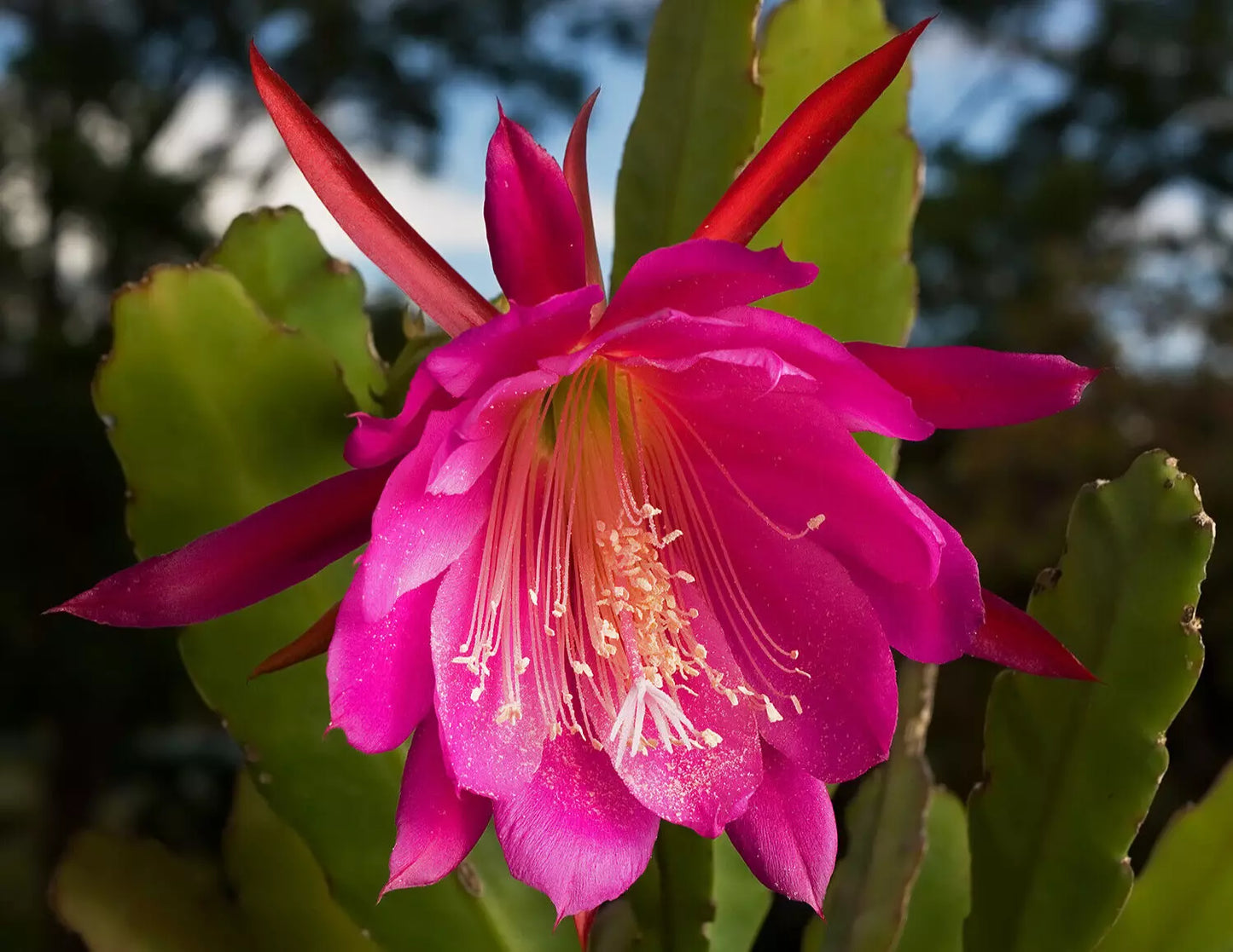 Epiphyllum Hybrid Kiwi Cutting - Orchid Cactus with Large Pink Flowers - Succulent Plant for Indoor & Outdoor Gardens