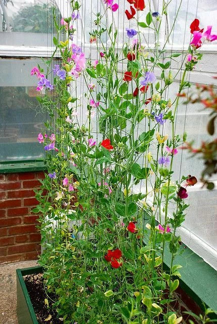 Sweet Pea Winter Sunshine Seeds - 25 Pack | Winter Flowering Lathyrus odoratus