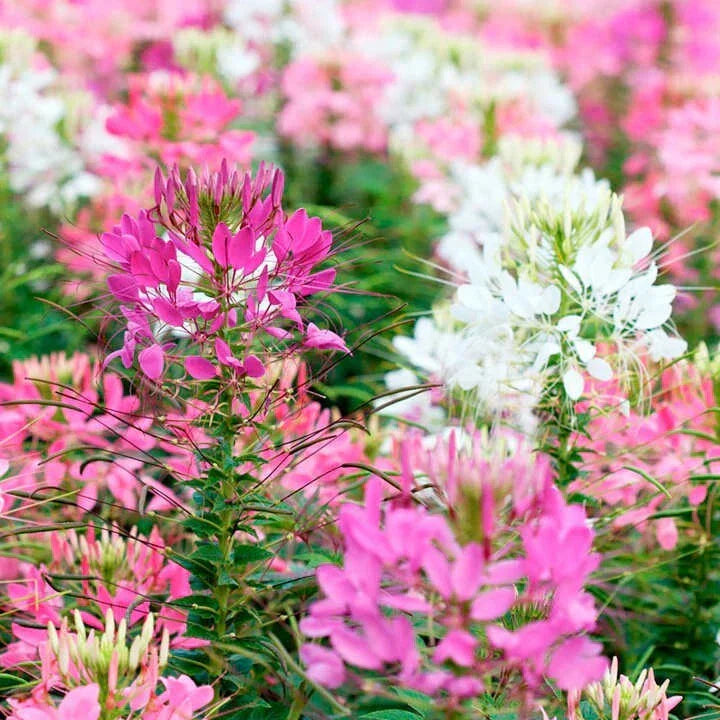 Firework Mix Spider Seeds - 100 Pack Clome Spinosa Perennial US Seller Bee Friendly