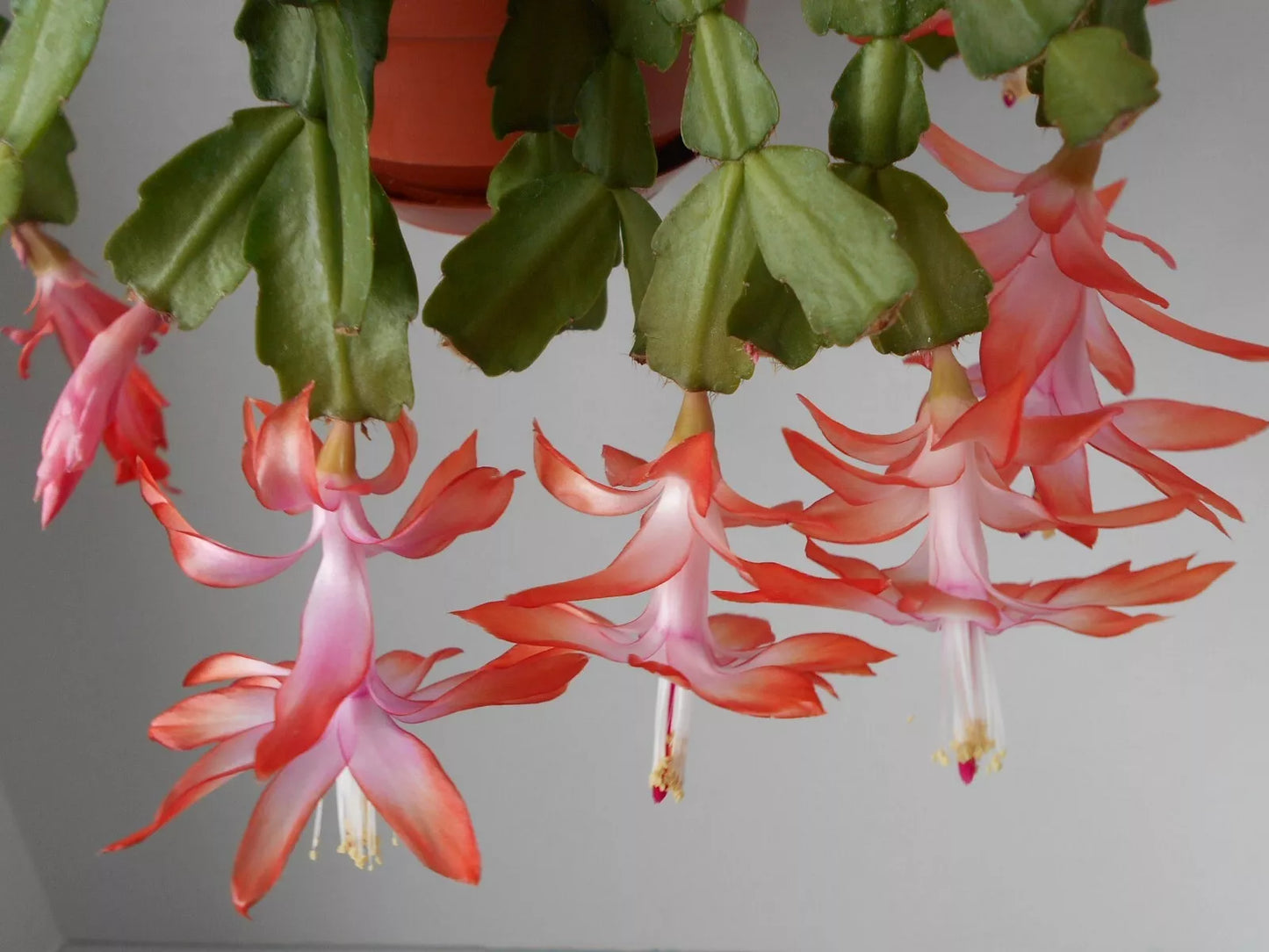 Schlumbergera Flamenca Starter Plant - Christmas Cactus - Pink Flowering Houseplant - Holiday Decor - Epiphyllum truncatum
