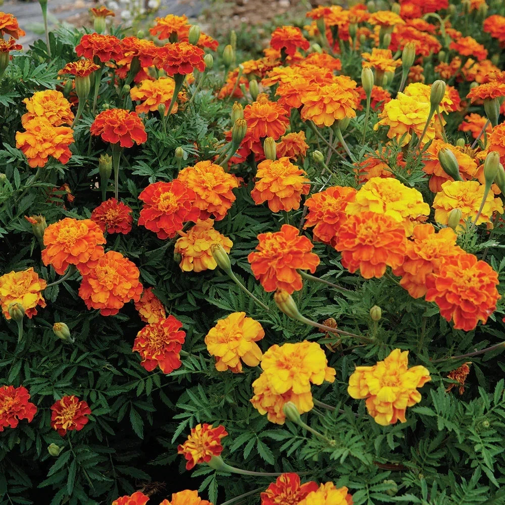 Brocade Marigold Seeds Pack of 25+ | Tagetes erecta Annual Garden Flower for Beds & Containers