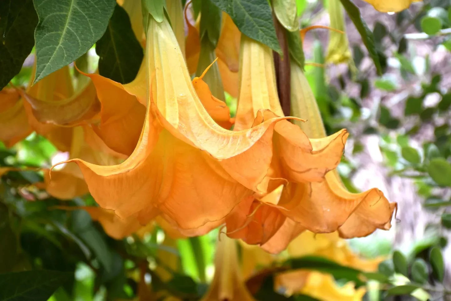Brugmansia Suaveolens Seeds - Yellow Flower Angel's Trumpet - Tropical Perennial Plant - Fragrant Large Flowers - 8 Seeds
