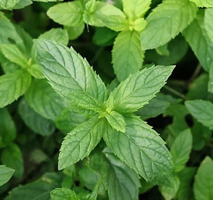 Peppermint Seeds 500+ Non-GMO Aromatic Perennial Mentha × piperita