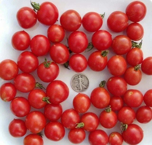 Riesentraube Cherry Seeds - 25 Prunus avium Organic Seeds for Growing Sweet German Cherry Fruit